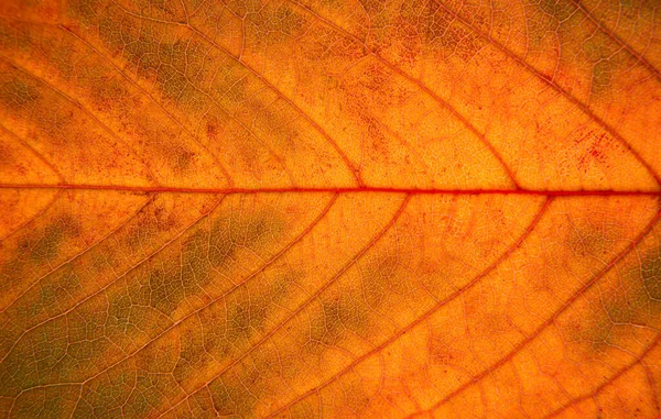 Sluiten Van Een Rood Blad Macro Fotografie — Stockfoto