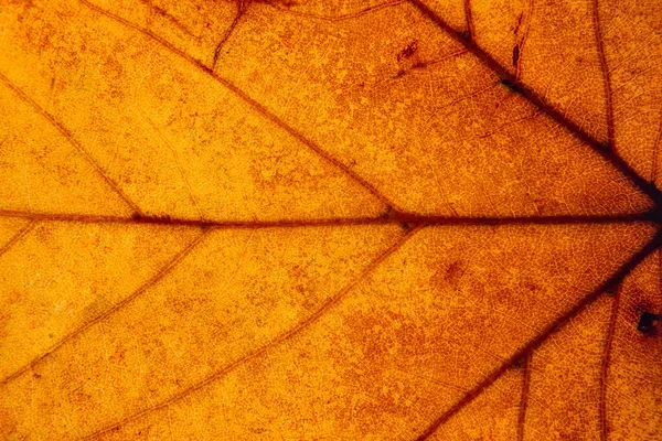 Närbild Ett Gult Orange Brunt Löv Makrofotografi — Stockfoto