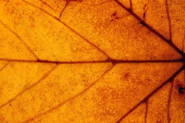 Gros Plan Une Feuille Jaune Orange Marron Macro Photographie — Photo