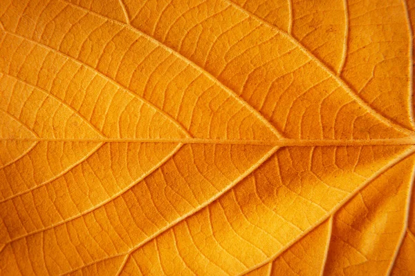 Close Van Een Geel Oranje Bruin Blad Macro Fotografie — Stockfoto