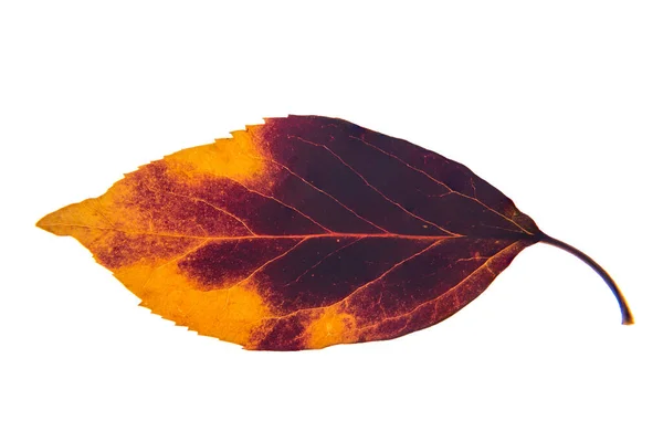 Hoja Otoño Solo Amarillo Púrpura Sobre Fondo Blanco — Foto de Stock