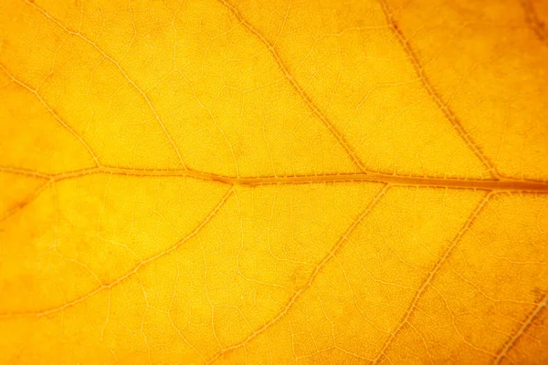 Egy Sárga Narancssárga Barna Levél Közelsége Makrofotózás — Stock Fotó