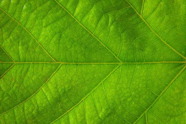 Yeşil Bir Yaprağı Kapat Makro Fotoğraf — Stok fotoğraf