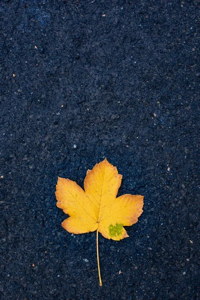 Один Жёлтый Лист Мокром Бетоне Осенний Фон — стоковое фото
