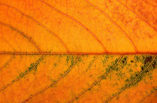 Egy Sárga Narancssárga Barna Levél Közelsége Makrofotózás — Stock Fotó