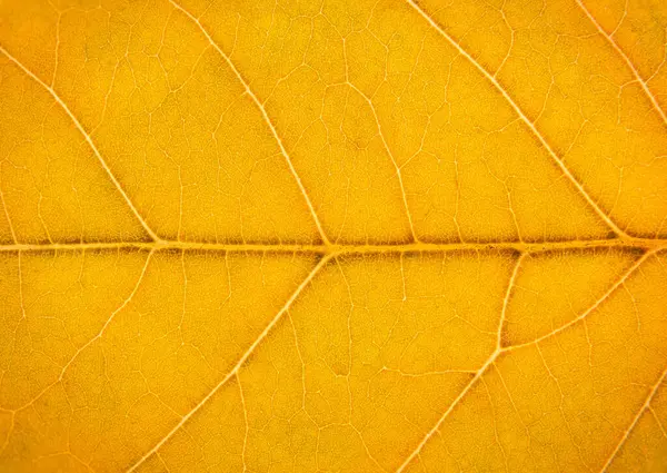 Sarı Turuncu Kahverengi Bir Yaprağı Kapat Makro Fotoğrafçılık — Stok fotoğraf