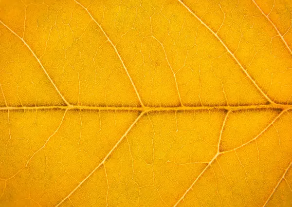 Close Van Een Geel Oranje Bruin Blad Macro Fotografie — Stockfoto