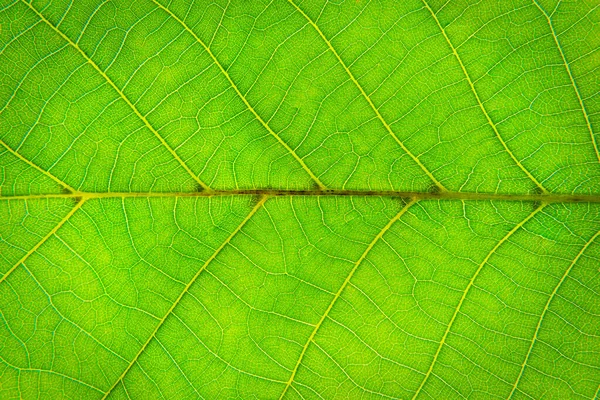 Yeşil Bir Yaprağı Kapat Makro Fotoğraf — Stok fotoğraf