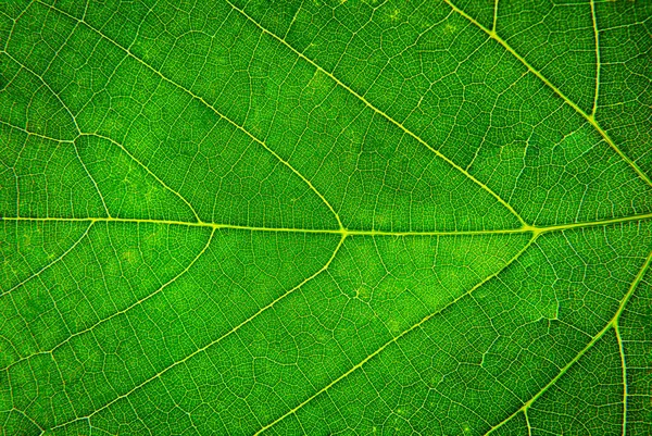 Close Green Leaf Macro Photography — Stock Photo, Image