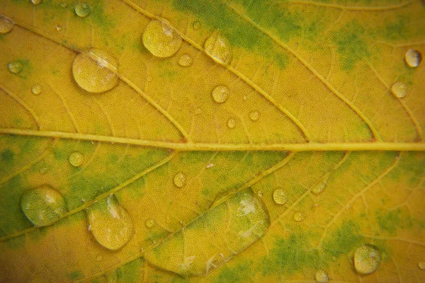 Yağmur Damlaları Düşen Sonbahar Yaprakları Üzerinde — Stok fotoğraf