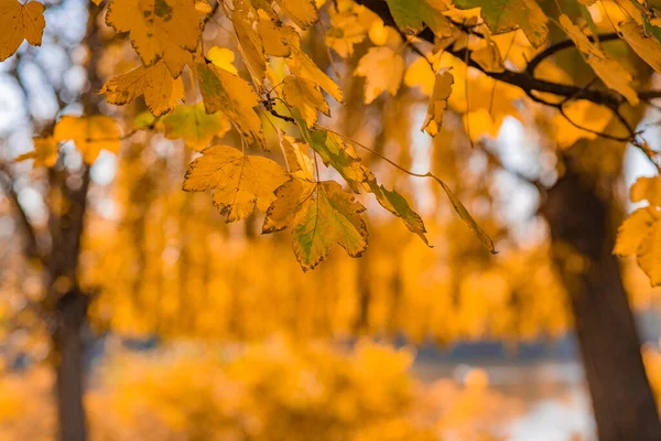 Zweig Mit Orangen Und Braunen Trockenen Blättern Sonniger Tag Hintergrund — Stockfoto