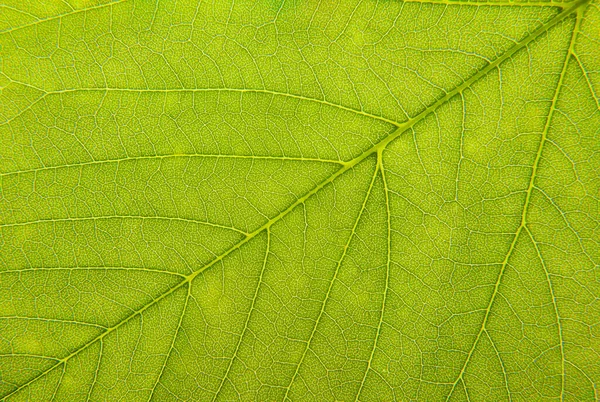 Zbliżenie Zielonego Liścia Fotografia Makro — Zdjęcie stockowe