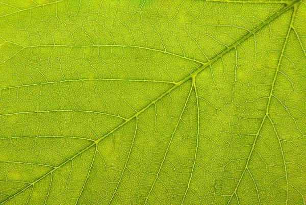 Feche Uma Folha Verde Fotografia Macro — Fotografia de Stock