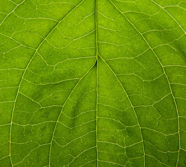 Egy Zöld Levél Közeledtével Makrofotográfia — Stock Fotó