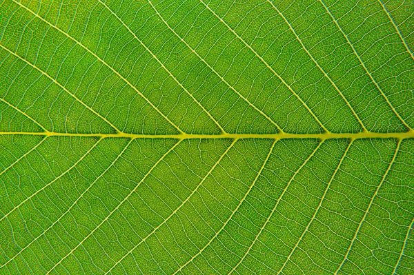 Sluiten Van Een Groen Blad Macro Fotografie — Stockfoto