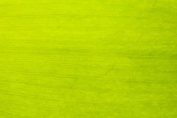 Feche Uma Folha Verde Fotografia Macro — Fotografia de Stock