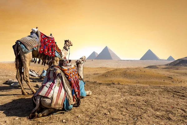 埃及沙漠金字塔附近的骆驼游牧民族 — 图库照片