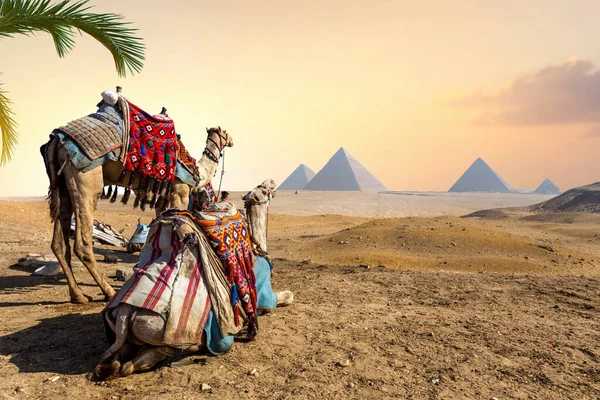 埃及沙漠金字塔附近的骆驼游牧民族 — 图库照片#