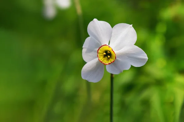 Yeşil bulanık arkaplanda beyaz narsisli yakın plan