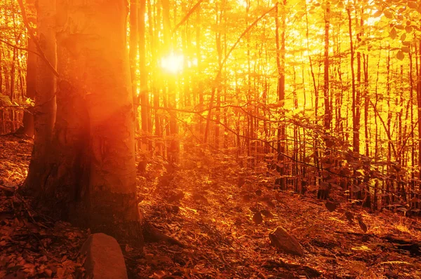 Aube Dans Forêt Lumière Chaude Soleil Matin Paysage Forestier Dans — Photo