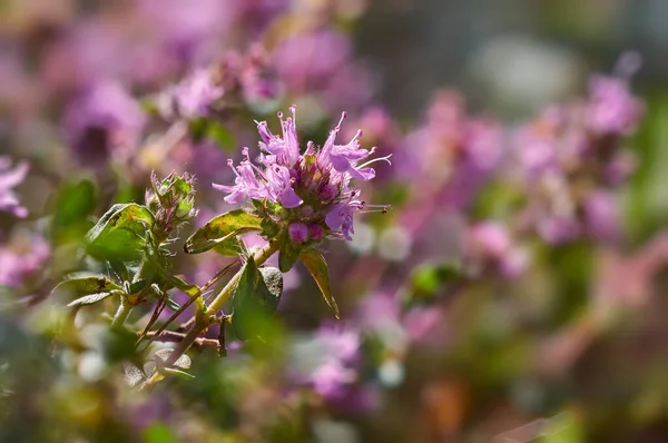 Primer Plano Del Thymus Floreciente Macro Foto Flores Fragantes Color —  Fotos de Stock