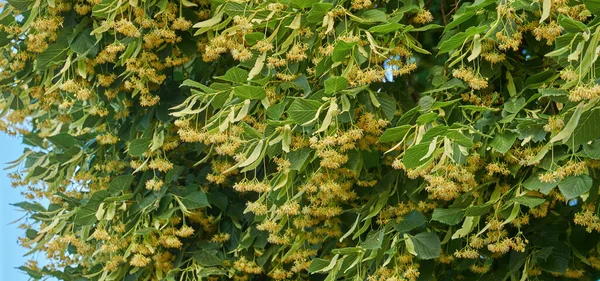 Tilo Floreciente Inflorescencias Fragantes Con Propiedades Medicinales —  Fotos de Stock