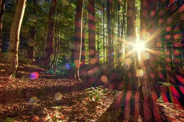 Zomerochtend Het Bos Zonnestralen Diepe Schaduwen Tussen Bomen Mooie Lensflare — Stockfoto