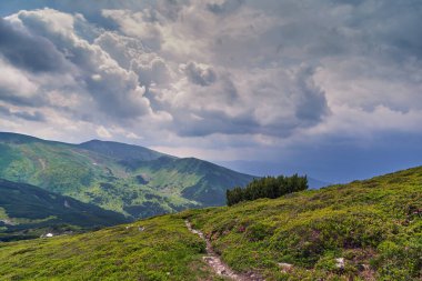 Yabanmersini çalıları ve çiçek açan rhododendron arasında dar bir dağ yürüyüşü patikası. Dramatik bulutlu gökyüzü ile güzel bir dağ manzarası. Yaz Karpatları