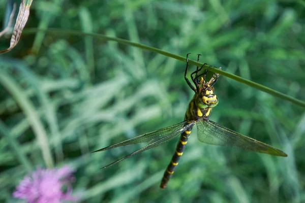 Libellen Aeshnidae Eten Een Ander Insect Ook Wel Aeshnids Hawkers — Stockfoto