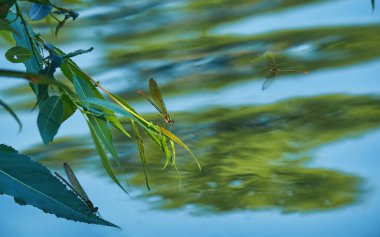 Yusufçuklar söğüt ağacının üzerinde, suyun üstünde otururlar. Yırtıcı böcekler avlanır.