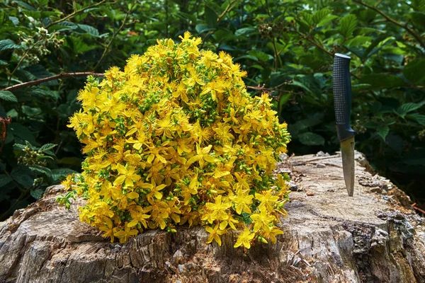 John Wort Bouquet Old Stump Yellow Medicinal Flowers Freshly Picked — Foto de Stock