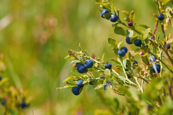 Blueberries on bushes. Delicious summer berries in the wild close-up with blurred background
