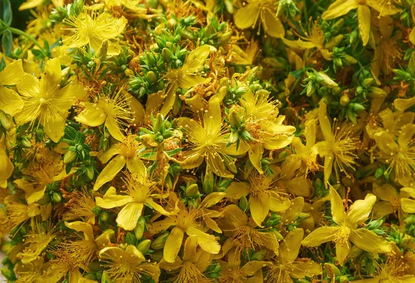 Yellow Flowers John Wort Close Medicinal Plant Natural Texture — стоковое фото