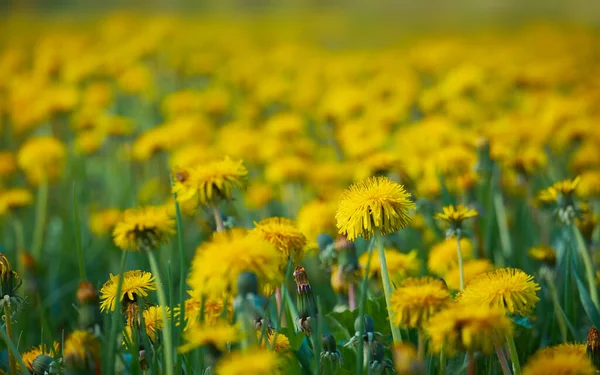 Glade Yellow Dandelions Shallow Depth Field Summer Wild Flowers Natural — Foto de Stock