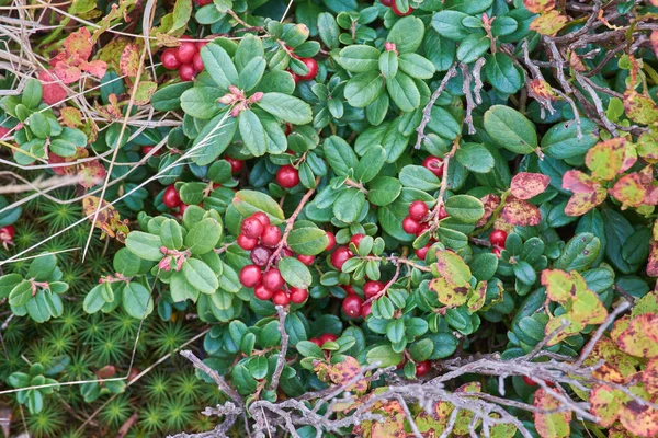 Red Cranberries Bushes Vitamin Useful Berries Wild — Stockfoto