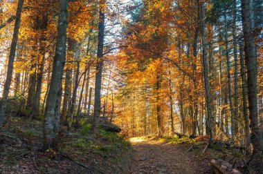 Dirt road in a picturesque autumn forest. Forest slope in the Carpathian mountains. Road to the light from the dark forest