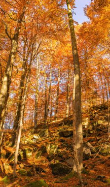 Stunning bright forest landscape in autumn. Red and golden foliage of beeches. Golden autumn in the Carpathian forest