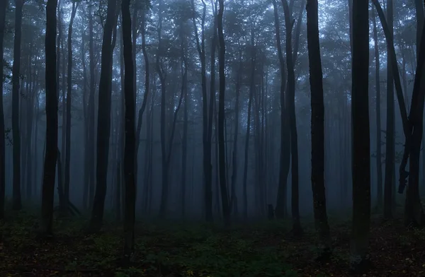 Gloomy twilight forest. Cold fog in the beech Carpathian forest. Creepy atmosphere of a foggy night forest