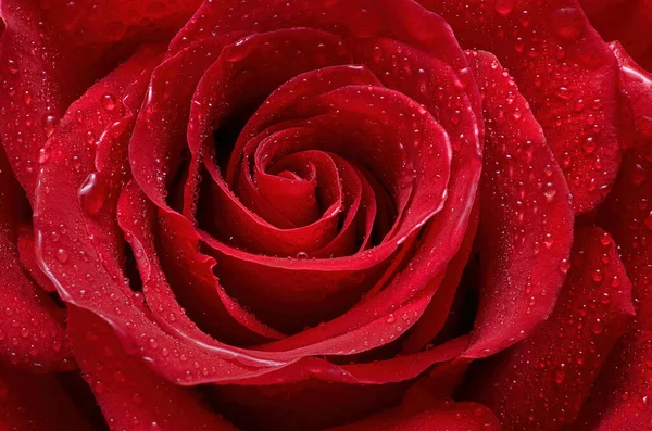 Big red rose in water droplets close-up. Erotic natural flower texture. Postcard with red petals