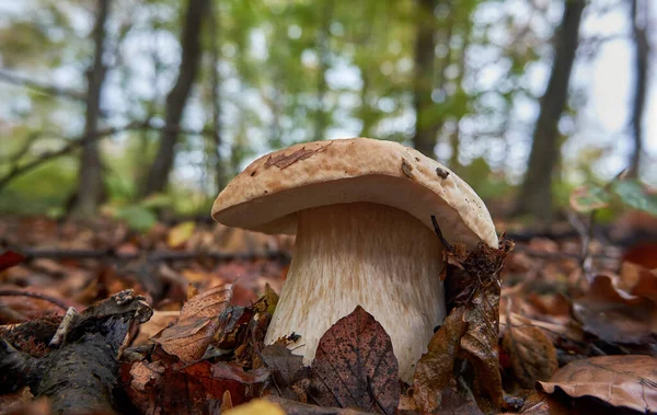 秋の森の中の大きなボレトス 自然の中でおいしいと健康キノコ — ストック写真