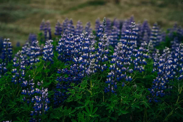 Peisaj Tipic Islandei Câmp Flori Lupin Ora Verii Fotografie Înaltă — Fotografie, imagine de stoc