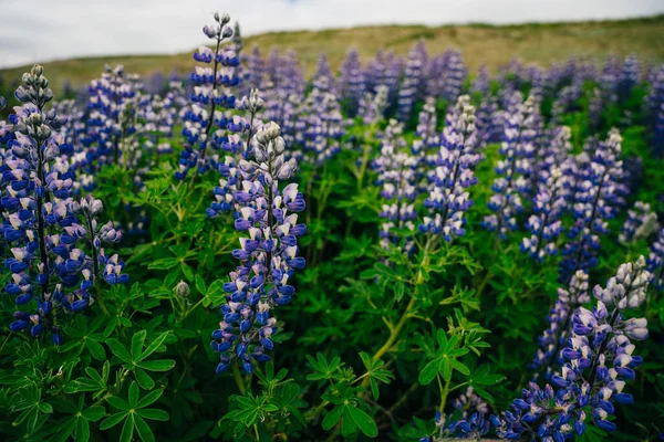 Typical Iceland Landscape Lupine Flowers Field Summer Time High Quality — Stock Photo, Image