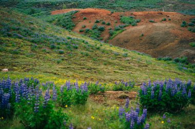 Lupin çiçekli tipik İzlanda manzarası. Yaz zamanı. Yüksek kalite fotoğraf