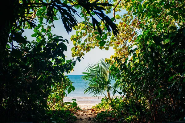 Paradiesstrand Zugang Zum Strand Aus Dem Gebüsch Hochwertiges Foto — Stockfoto