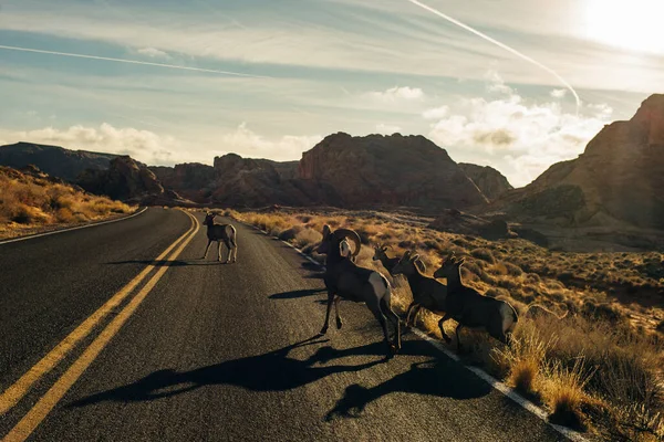 Dzikie Kozy Spacerują Pustyni Dolinie Ognia Nevada Usa Wysokiej Jakości — Zdjęcie stockowe