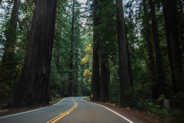 Sequoia National Park Road redwoods aracılığıyla. California, Amerika Birleşik Devletleri.