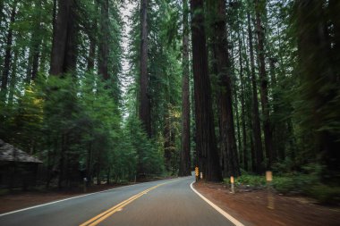 Sequoia National Park Road redwoods aracılığıyla. California, Amerika Birleşik Devletleri.