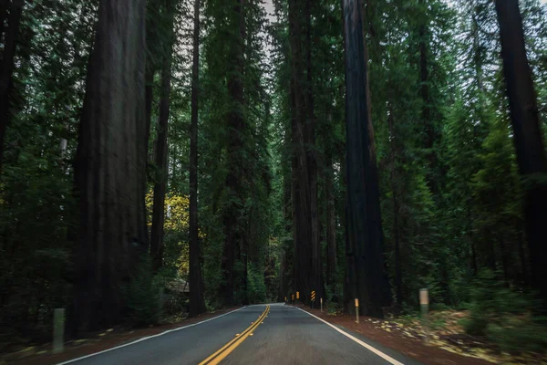 Sequoia National Park Road redwoods aracılığıyla. California, Amerika Birleşik Devletleri. — Stok fotoğraf