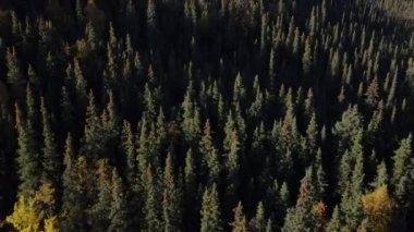 Denali Milli Parkı 'ndaki Noel ağaçlarının havadan görünüşü