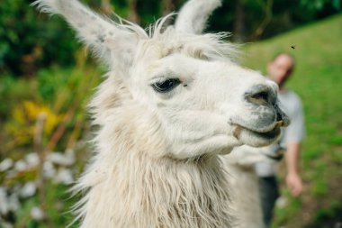 Beyaz Lama 'nın açık hava portresi. Hayvanat bahçesi hayvanları. Hayvanları koruma ve çiftlik hayatı kavramı. Yüksek kalite fotoğraf